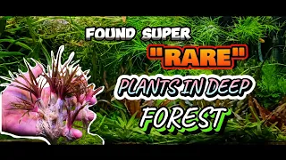 Found "RARE" Plants 🌱 in deep Forest 🌲 Collecting plants for aquarium 🐠🐋🐟 Aqua adventure | #plants