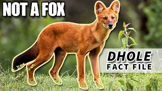 Dhole Facts: the WHISTLING DOG facts | Animal Fact Files