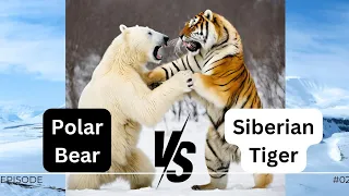 Big Fight: Polar Bear vs Siberian Tiger