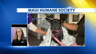 Animals in need of help, after Maui fires