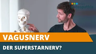 Vagusnerv - Der Selbstheilungsnerv einfach erklärt aus osteopathischer Sicht - Alles Osteopathie