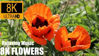 8K ULTRA HD / 8K TV – The Most Beautiful Flowers Collection | Flower Blooming Time Lapse