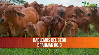Importancia  y Características del Brahman Rojo - TvAgro por Juan Gonzalo Angel