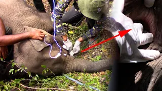 The pet elephant calf suffered severely from an oral lesion.
