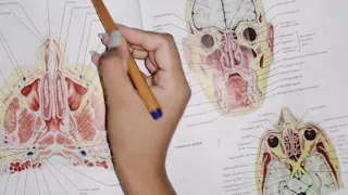 Anatomy of nose part 2, + Paranasal Sinuses, #head_neck_anatomy