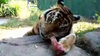 A Tiger Enjoys a Bone