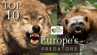 Top 10 PINAKA ASTIG na Predator ng Europe | Mabagsik at Delikadong Hayop sa Mundo