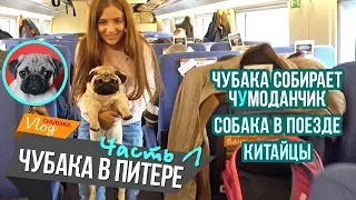 Чубака в Питере (ч.1) / Собака в поезде / Китайцы / Chubaka Vlog!