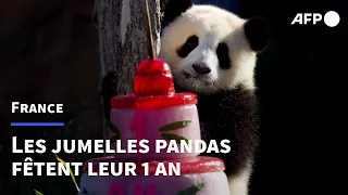 Les pandas Yuandudu et Huanlili fêtent leur premier anniversaire | AFP