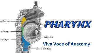 pharynx 2 ( Oropharynx & Laryngopharynx ) |  Parts | Relations | Applied Anatomy