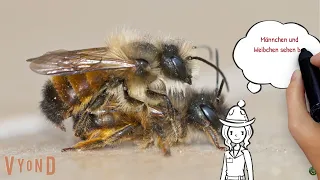 Wildbienenarten bestimmen: Typische Merkmale von Bienen am Insektenhotel