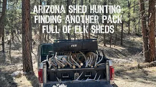 Arizona Shed Hunting: Finding Another Pack Full of Elk Antlers