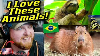 American Reacts to UNIQUE Animals Found in Brazil