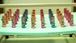 How long can these 32 metronomes swing in perfect sync?