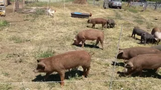 Treebird training pigs to hotwire
