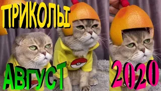 ПРИКОЛЫ 2020 САМЫЕ НОВЫЕ!!!!СМОТРЕТЬ ПРИКОЛЫ 2020!!!#19