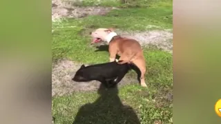 Pug Dog meeting pig and mating successfully in farm