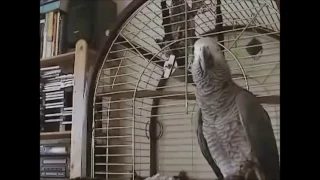 Funny Parrot Curses out Owner Fat Bas ard