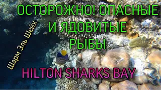 HILTON SHARKS BAY🔴( 1 ИЗ ЛУЧШИХ РИФОВ)🔴ШАРМ ЭЛЬ ШЕЙХ 🔴