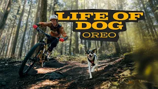 THOUGHTS OF A TRAIL DOG  |  Oreo & Jasper Jauch | powered by Julius-K9
