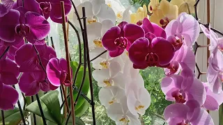 Мой метод выращивания орхидей!