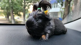 Grooming a guinea pig