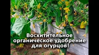 Восхитительное органическое удобрение для огурцов! Обязательно используйте! Не пожалеете!