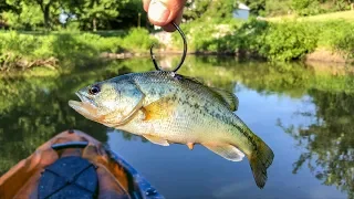 Using GIANT LIVE BAIT for POND MONSTERS!!! (Live Bass as Bait!?)