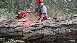 Falling and Bucking large trees for the Mill