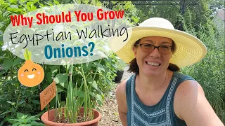 Egyptian Walking Onions, perfect permaculture perennials for your garden!