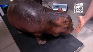 Baby Hippo Fiona's 2 Year Highlights - Cincinnati Zoo