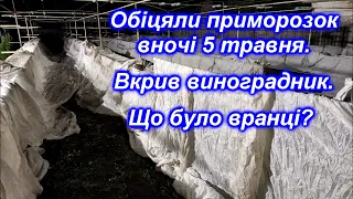 Обіцяли приморозок вночі 5 травня 2024. Вкрив виноградник. Що було вранці?