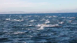Large Pod of Dolphins Stampedes Alongside Boat Off Dana Point Coast