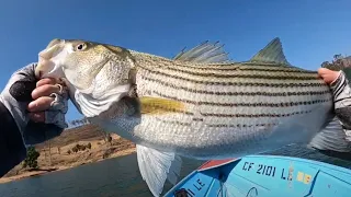 How to catch STRIPER at CASTAIC! (RIGHT NOW!)