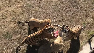 Кипер Витя кормит тигрино-львиный прайд! The keeper Vitya feeds the tiger-lion pride!