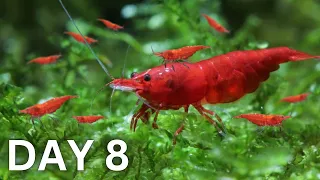 Breeding Shrimp - How Many in 30 Days?