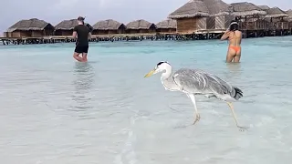 Fihalhohi island 🏝️. Maldives. Отель Фихалохи часть 1-я. Акулы на видео.