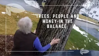 A most valuable tree removal