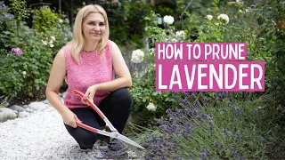 Summer lavender pruning, rose deadheading and fertilising