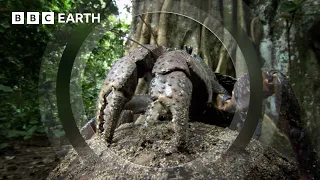 The Colossal Coconut Crab | South Pacific | BBC Earth