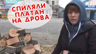 Спиляли молодий живий платан. Червонокнижну рослину пустили на дрова.