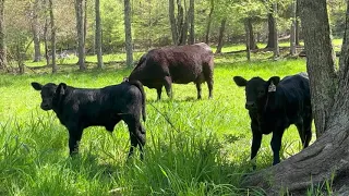 Moving the Cows and Calves to the back field