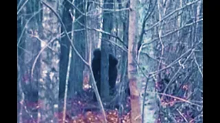 Sasquatch Communicating with Another Bigfoot on Video near Castlegar