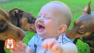 Videos Graciosos de Perros y Bebés 😂 Bebés y Cachorros Creciendo Juntos #4 | Espanol Funniest Videos