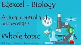 The whole of Edexcel COORDINATION and HOMEOSTASIS. 9-1 GCSE biology or combined science revision