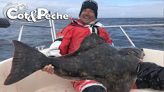 Le Flétan, un géant exotique sur l'île de Rost dans l'archipel des Lofoten !