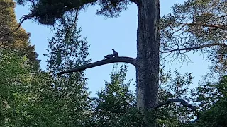 ГОЛУБИ ЦЕЛУЮТСЯ!🕊💖САЙМОН ЕСТ БОРЩ!😯ВОТ ВАМ И БРИТАНЕЦ ТАББИ!😆