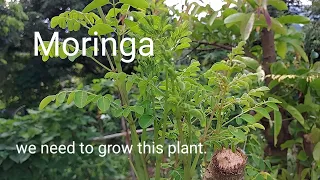 Moringa, we need to grow this plant.