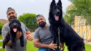 The World Biggest Black German Shepherd Dogs In Punjab, Shehr mein German Dogs Hsn Entertainment