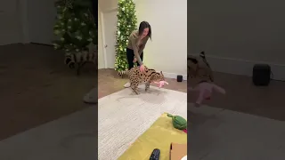 Chloe the Serval gets a new toy 🤍